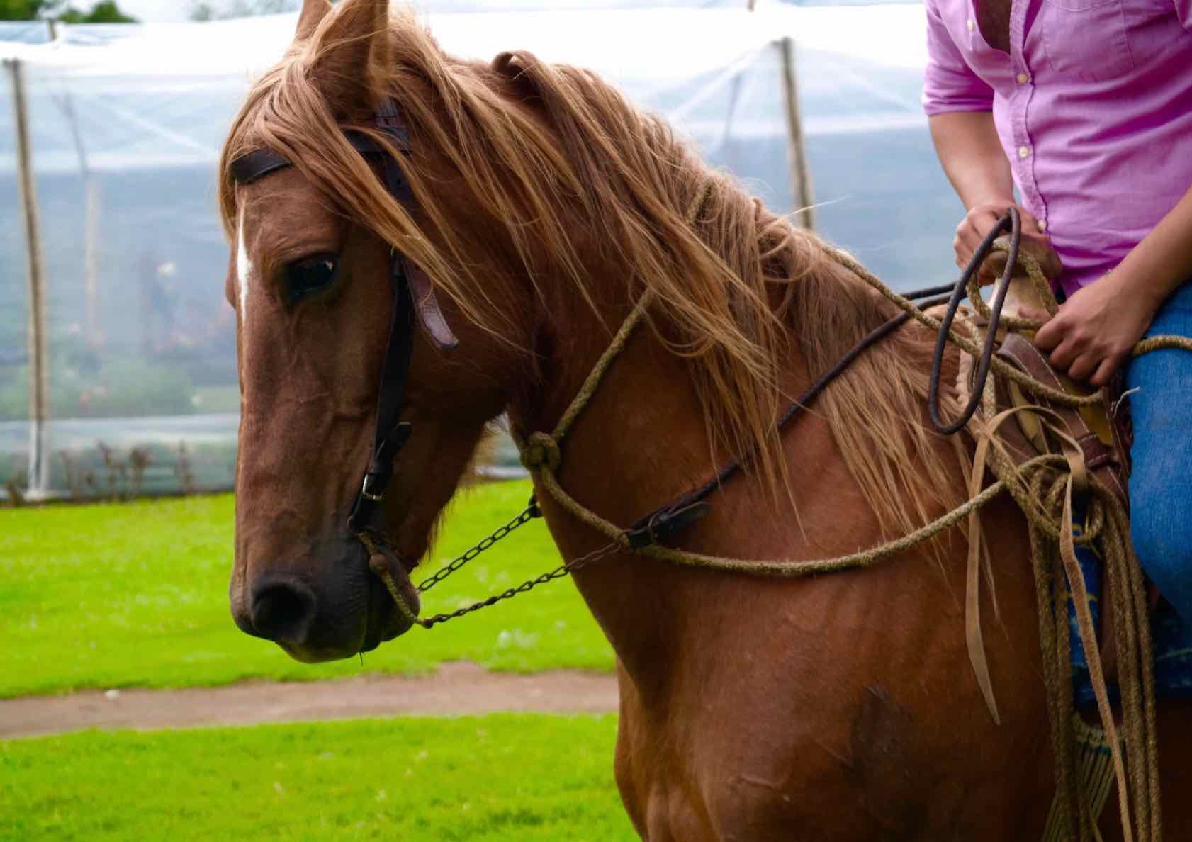 caballo